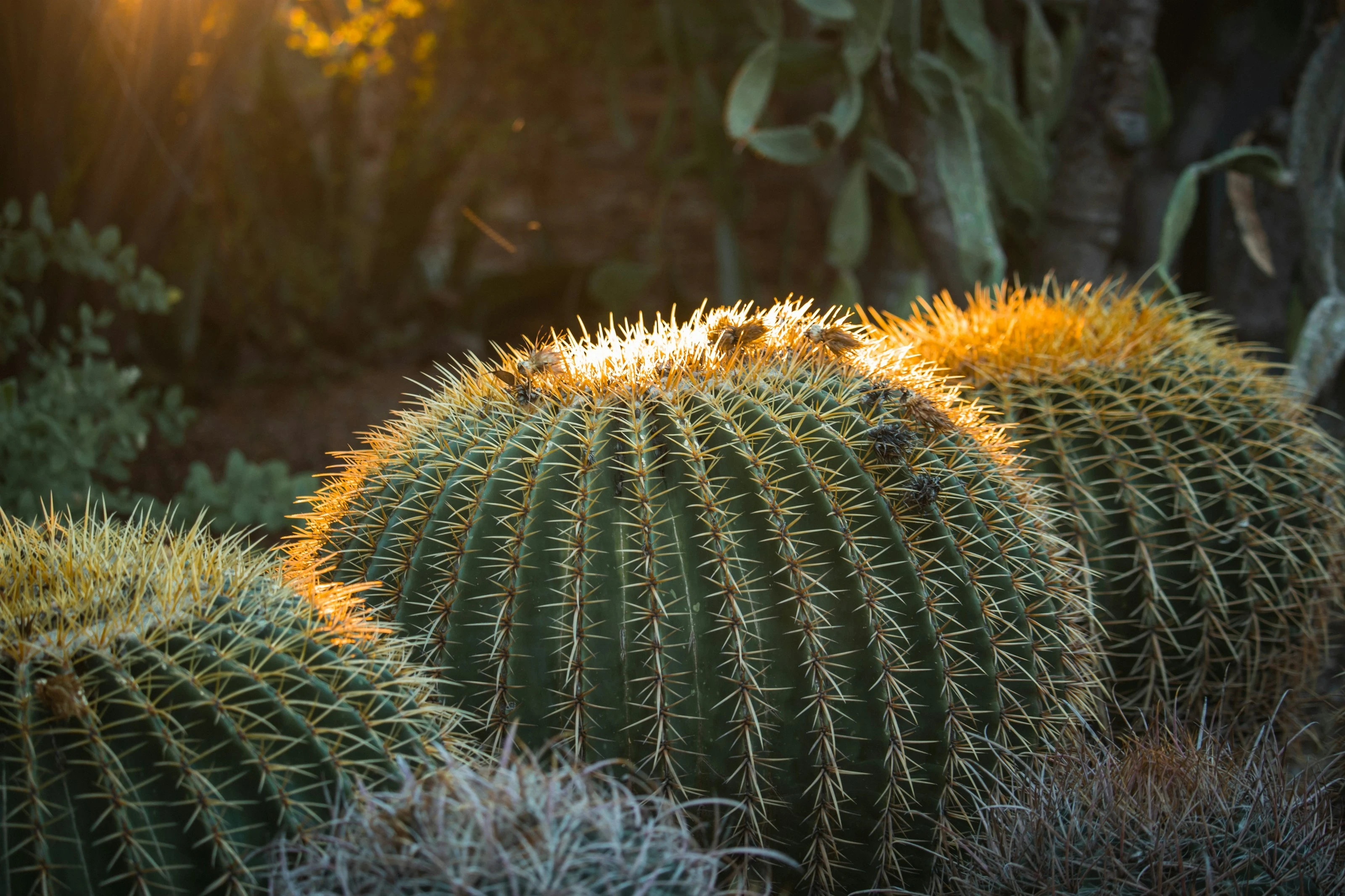 Golden evening sunlight illuminating the spines of barrel cacti at Desert Botanical Garden in Phoenix