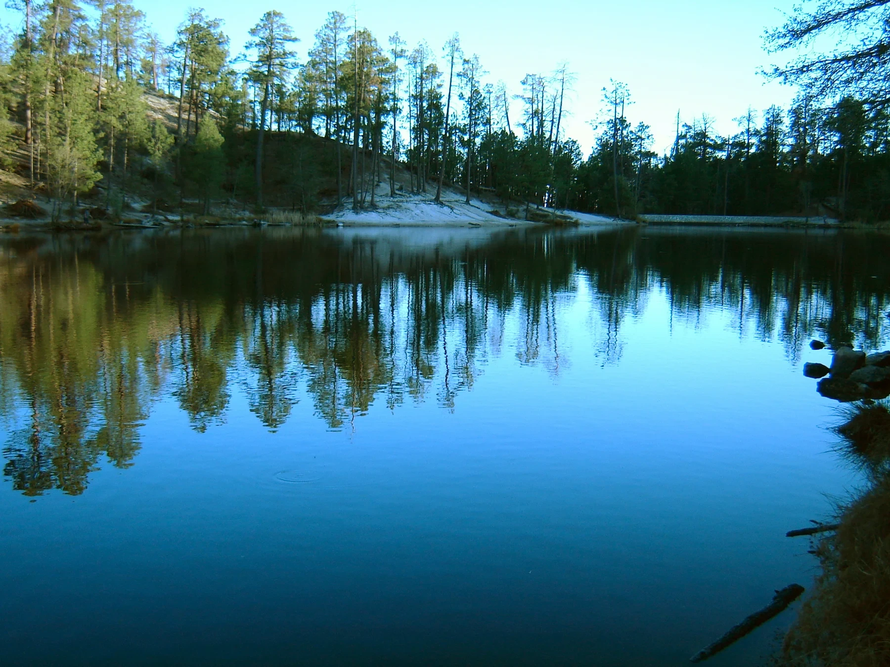 Pines and other trees reflect in the still water of Rose Canyon Lake.