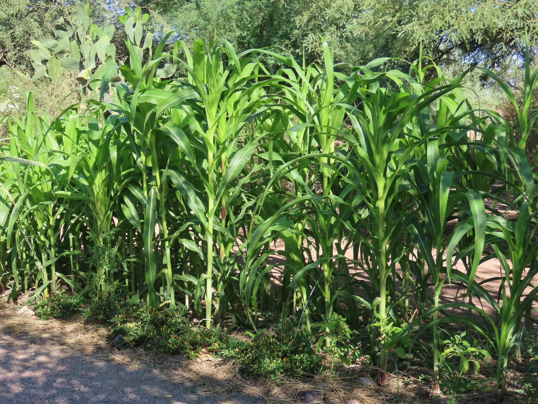 Green corn stalks growing beside prickly pear cactus and trees at Mission Garden.