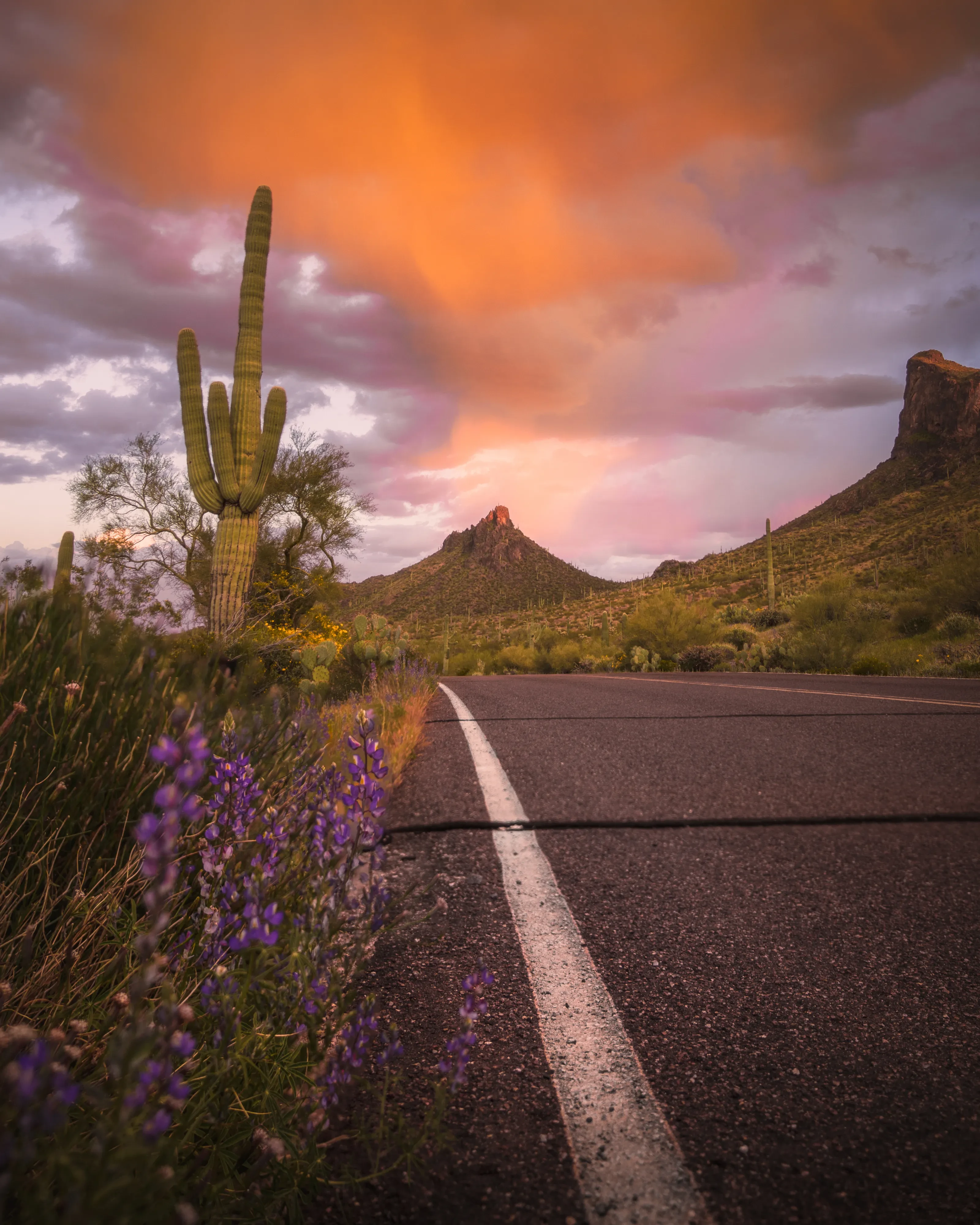 A saguaro, desert wildflowers, and a winding Tucson road beneath a vivid sunset