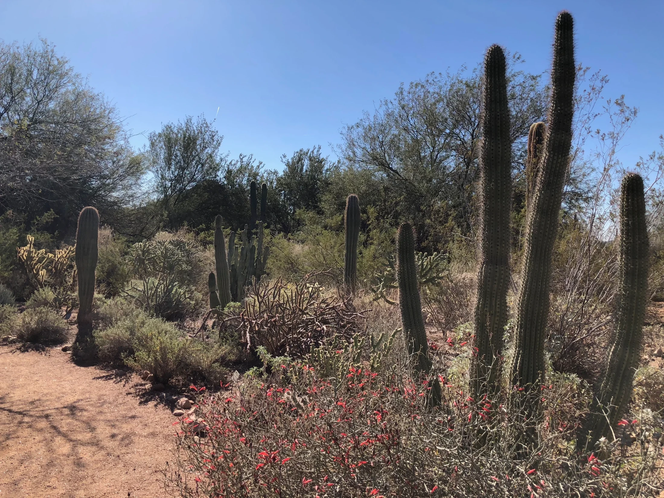 Tall cactus columns and smaller desert plants beside a path at Desert Botanical Garden in Phoenix.