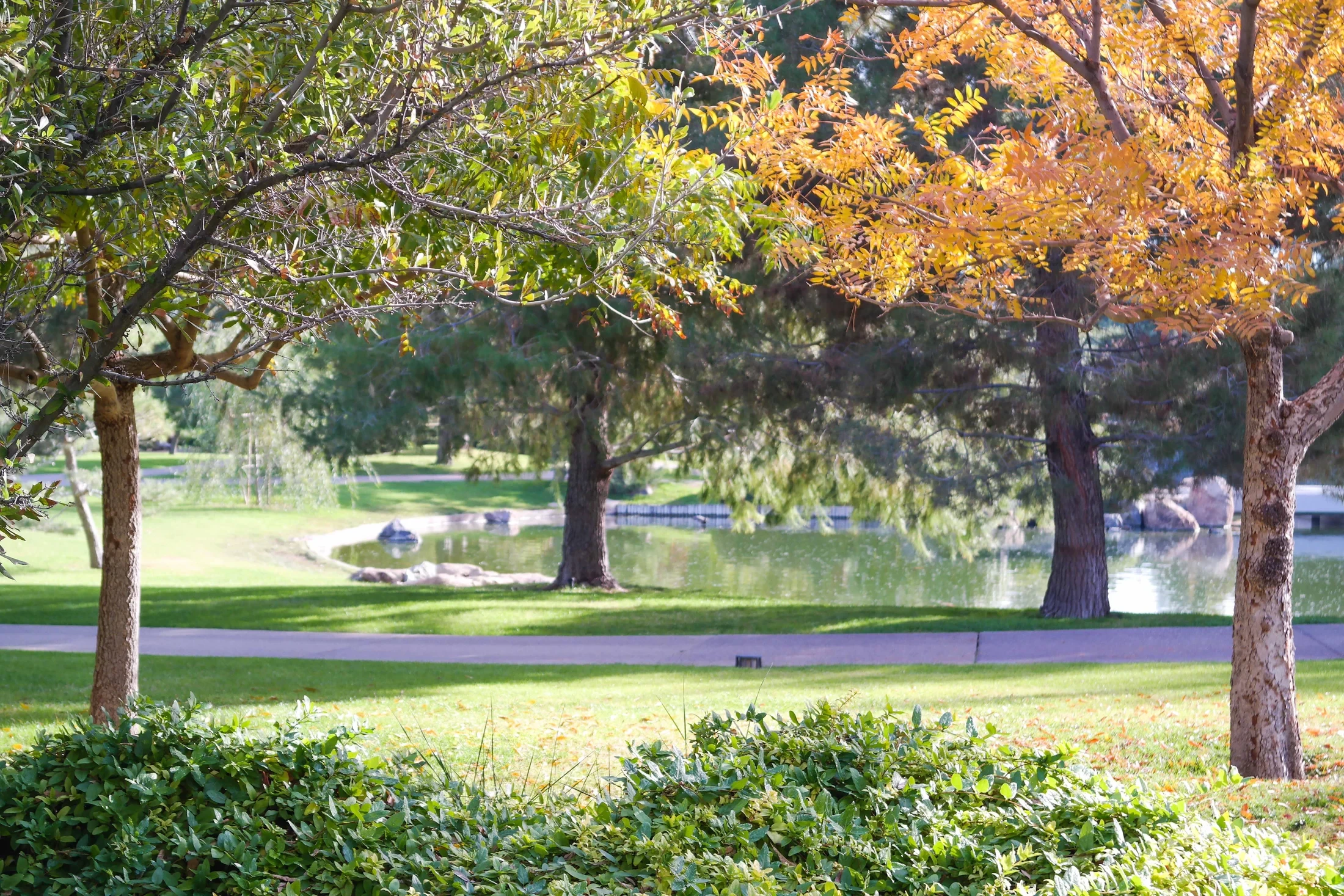 A pond framed by green and golden-leaved trees at the Japanese Friendship Garden in Phoenix.
